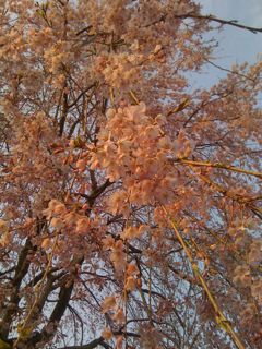 青葉神社夕日のしだれ桜