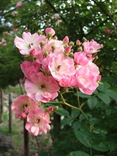 ６月のピンクのお花