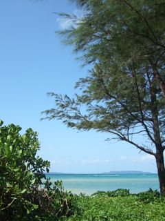 沖縄　木と海