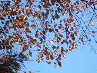 秋の葉っぱ５