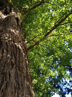 ボイスワーク　樹