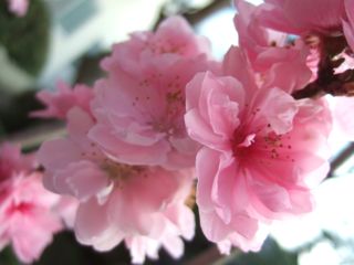蔵王の桃の花